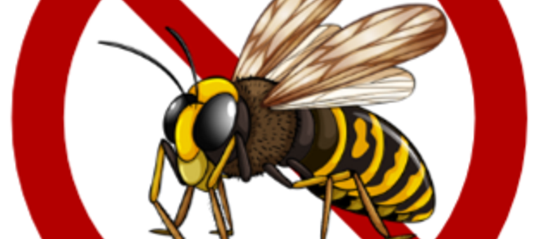 SOS abeilles, frelons et guêpes