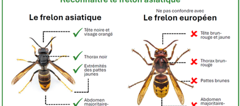 Lutte contre le frelon asiatique