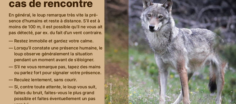 Comment se comporter face au loup