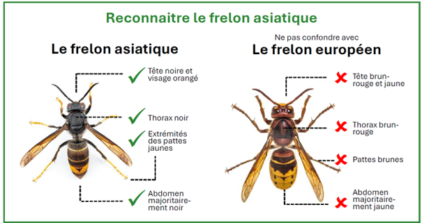 Frelon asiatique