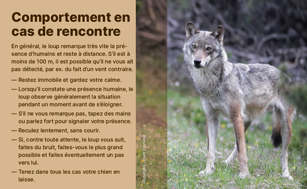 comportement face au loup