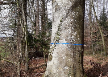 Protection de surfaces forestières