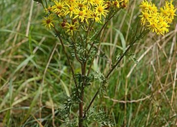 Plantes exotiques envahissantes