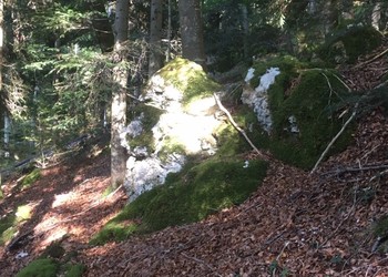 Coupe de bois en bordure de route