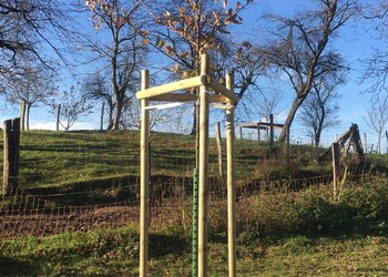 Plantation de chênes