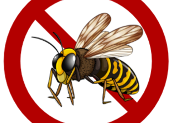 SOS abeilles, frelons et guêpes