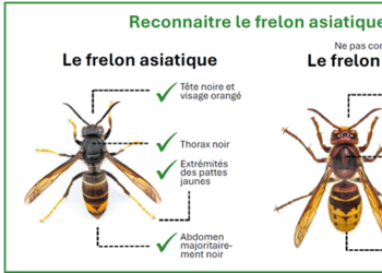 Lutte contre le frelon asiatique