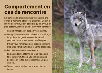 Comment se comporter face au loup