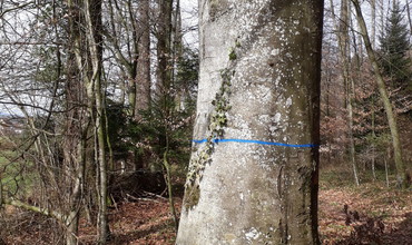 Journée en forêt le 29 juin