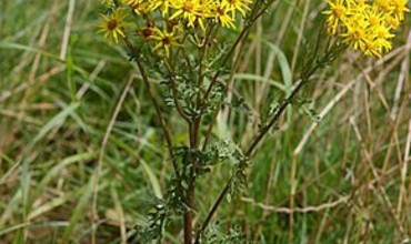 Plantes exotiques envahissantes