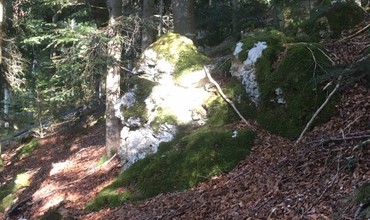 Coupe de bois en bordure de route