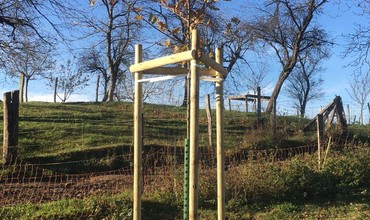 Plantation de chênes