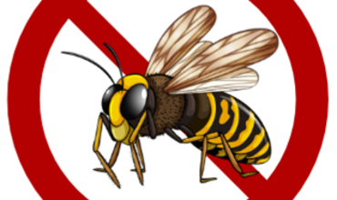 SOS abeilles, frelons et guêpes