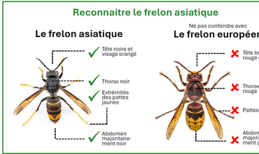 Lutte contre le frelon asiatique