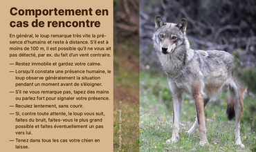 Comment se comporter face au loup